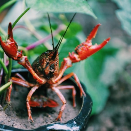 Live crawfish with raised pincers